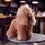 Отзывы на Шерсть всего тела для манекена Mr Jiang Toy Poodle Model Brown - 4