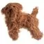 З Шерсть всього тіла для манекена Mr Jiang Toy Poodle Model Brown купують: - 5