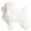 Шерсть всего тела для манекена Mr Jiang Poodle Model Extra Long White - 5