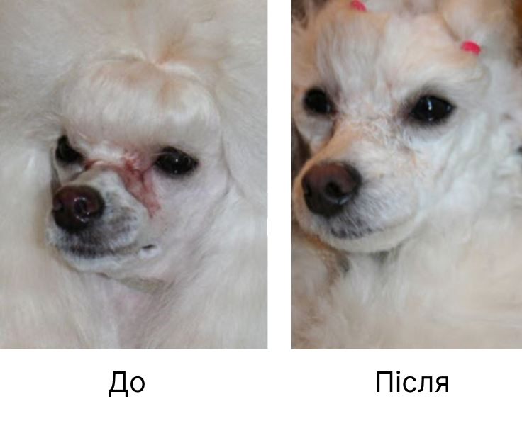 Эффект отбеливания шерсти вокруг глаз собаке